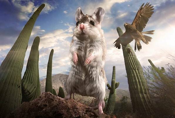 Pidiobři 3D