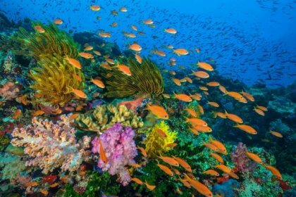 Oceány: naše modrá planeta 3D