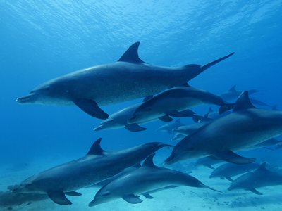 Dopoledne pro rodiče s dětmi na téma Oceány