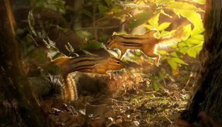 chipmunkové soupeří